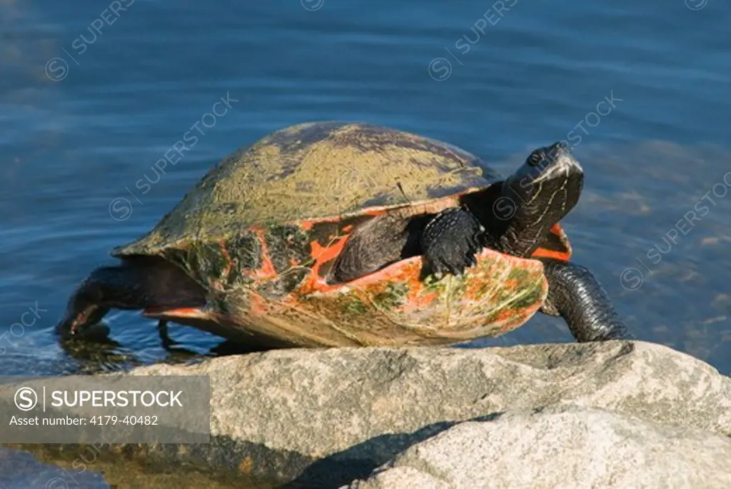 An Eastern Red-bellied Turtle (Pseudemys rubriventris / Chrysemys rubriventris) affectionately named 'Gus' by the reservoir personnel basks in the sun at the Brick Reservoir in Brick, New Jersey, USA.