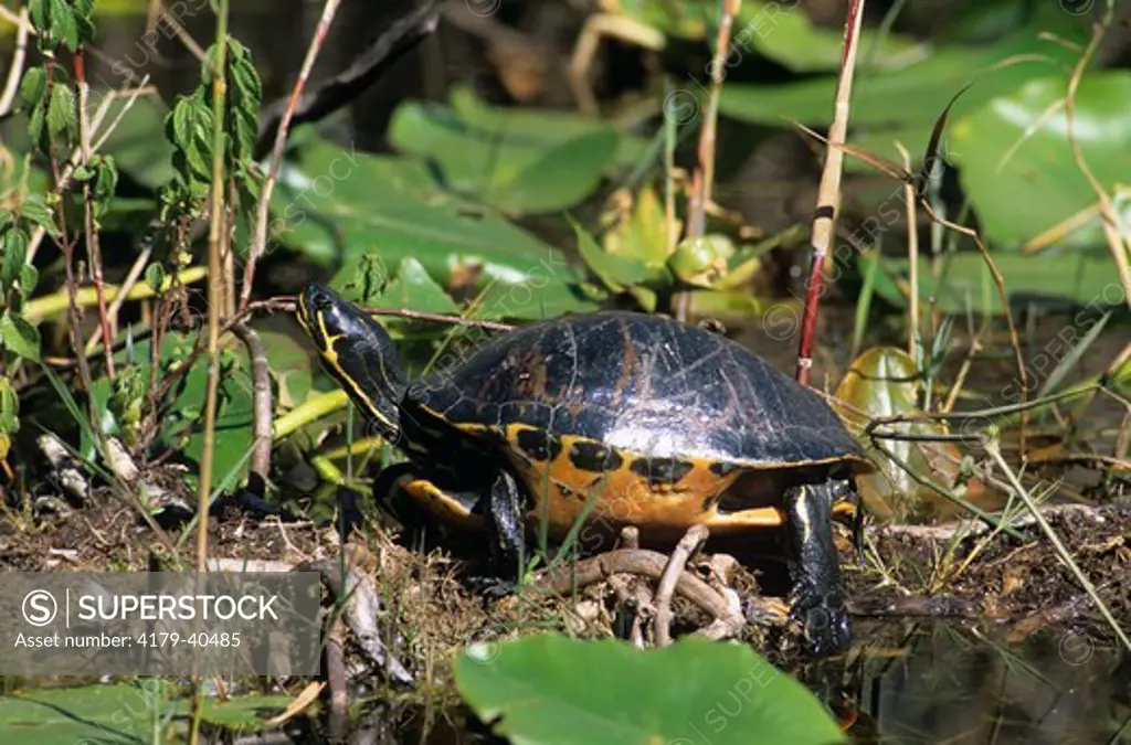 Florida Redbelly Turtle (Pseudemys nelsoni), Everglades NP, FL