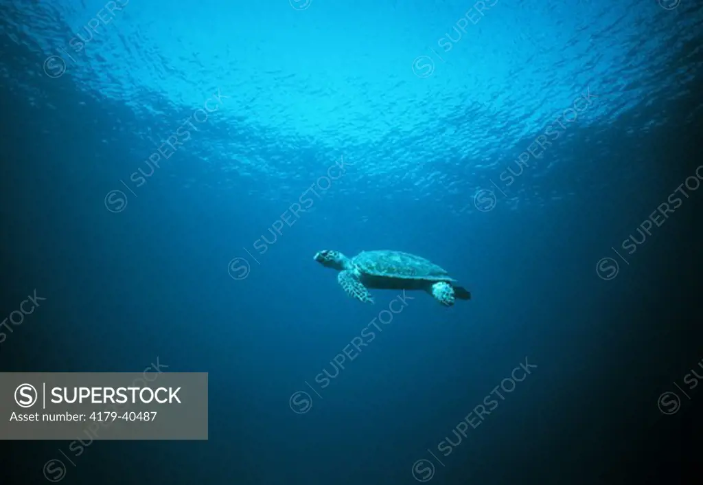 Loggerhead Turtle Swimming (Caretta caretta) Red Sea