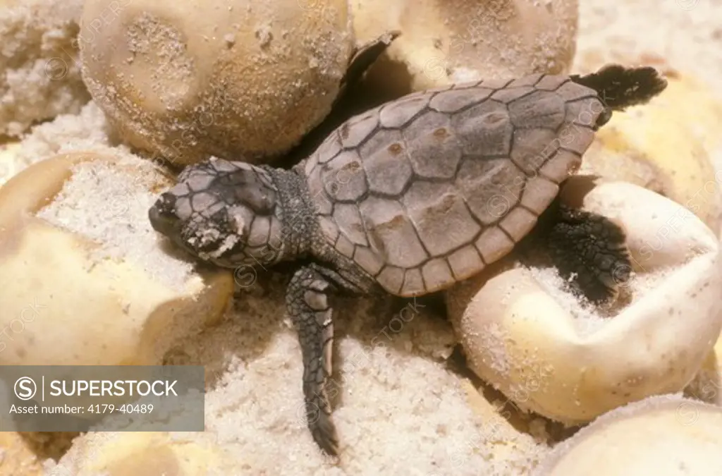 Newly Hatched Loggerhead Turtle  (Caretta caretta) Florida Gulf Coast