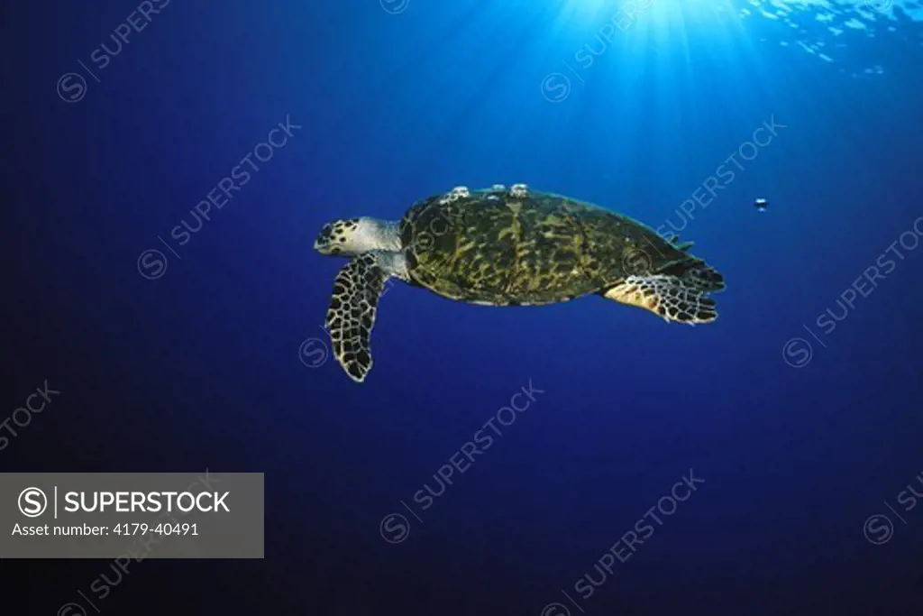 Hawksbill Sea Turtle (Eretmochelys imbriocota) Red Sea