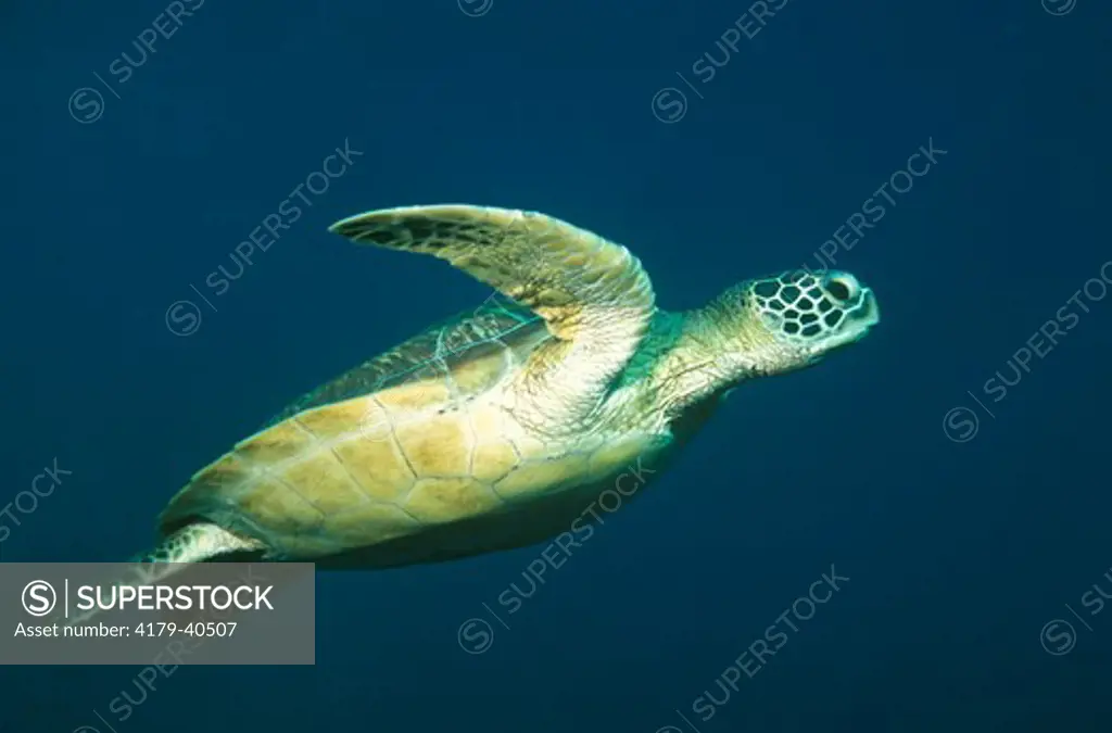 Green Sea Turtle (Chelonia mydas) Sipadan, Malaysia