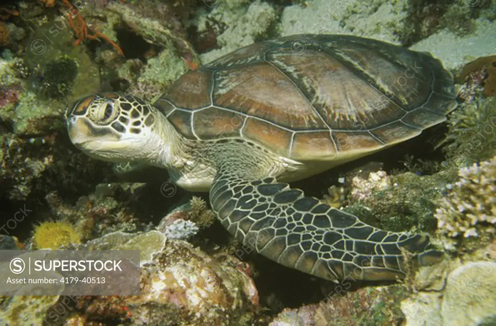 Green Sea Turtle (Chelonia mydas) Indonesia Tukang Besi Islands