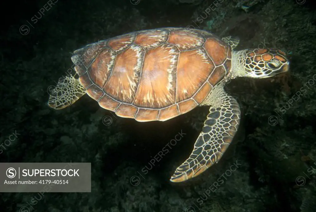 Green Turtle (Chelonia mydas) Indonesia Tukang Besi Islands