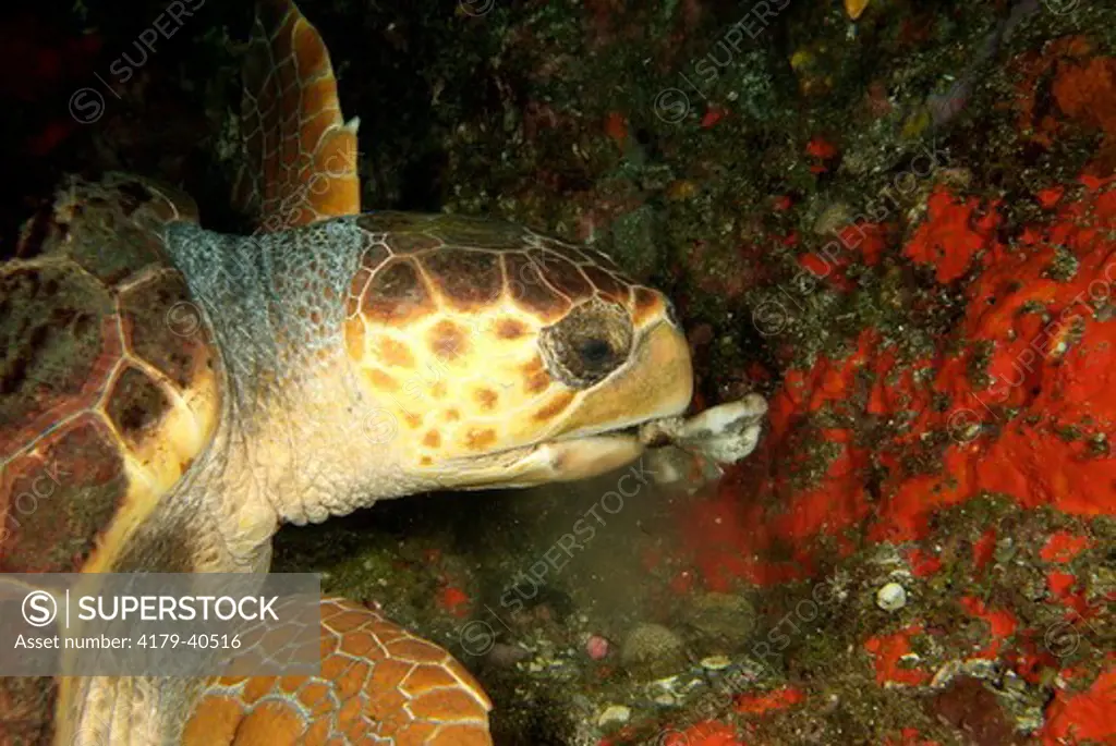 Loggerhead Turtle (Caretta caretta) Stetson Bank FGBNMS Flower Garden Banks National Marine Sanctuary, eating
