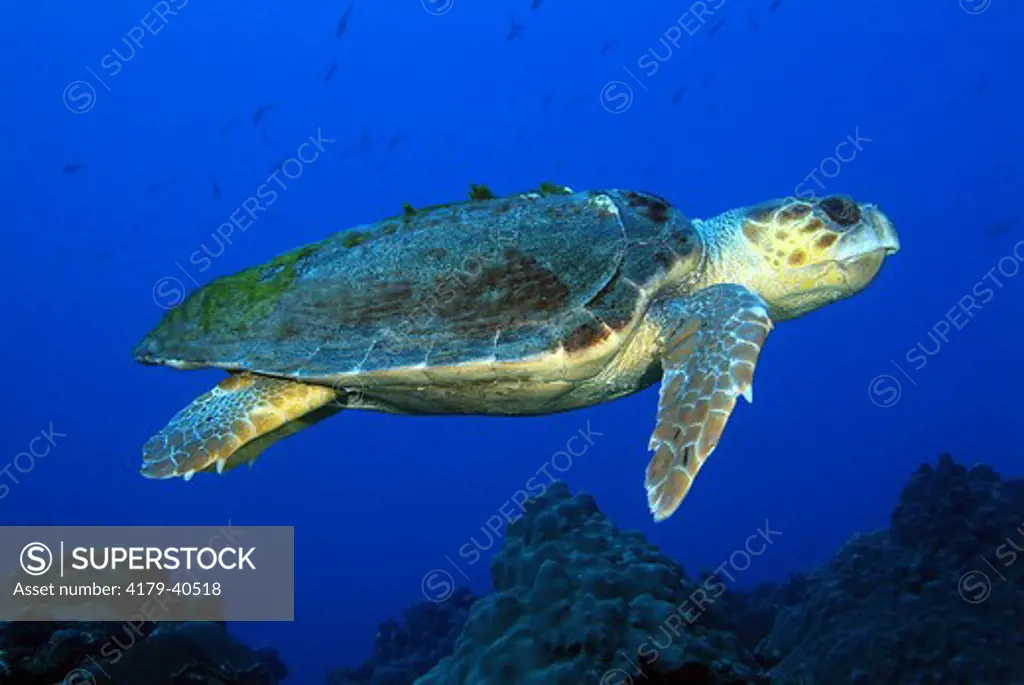 Loggerhead Turtle (Caretta caretta caretta) East Bank FGBNMS (Flower Garden Banks National Marine Sanctuary) , Gulf of Mexico