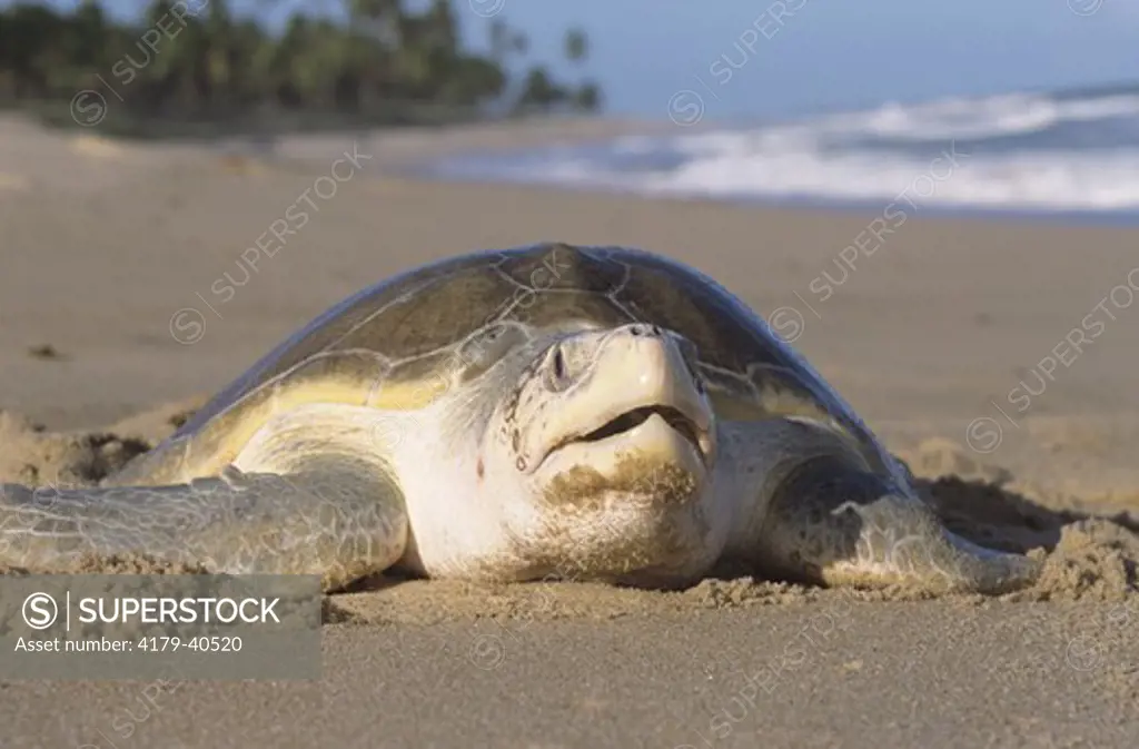Olive Ridley Sea Turtle (Lepidochelys olivacea), Praia do Forte, Brazil