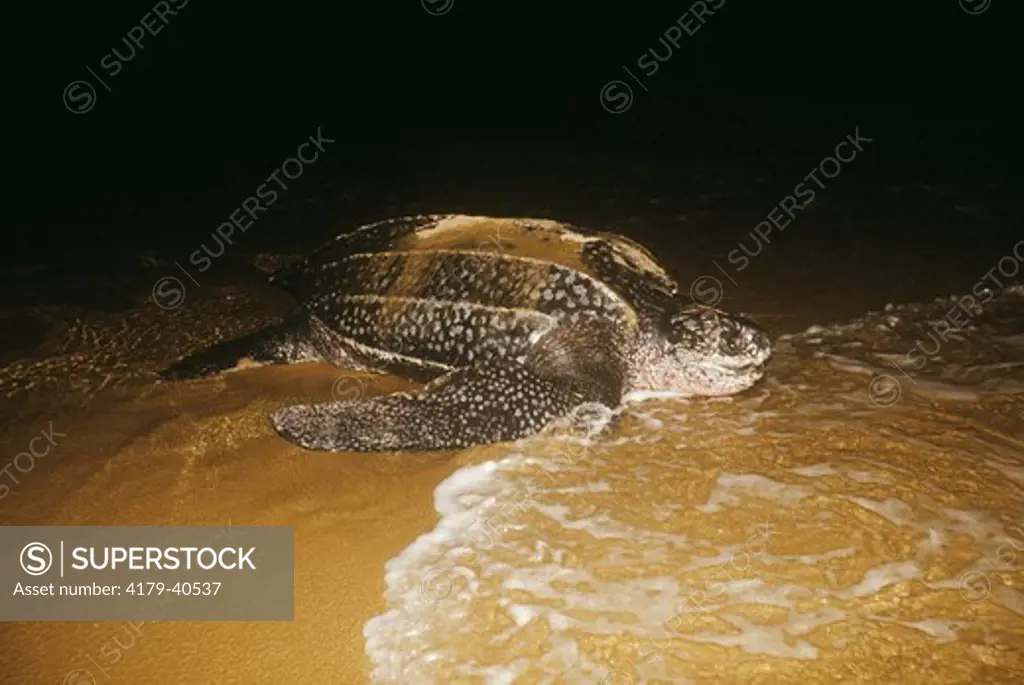 Leatherback Turtle to sea (Dermochelys coriacea) S Afr Sodwana Bay - KwaZula-Natal