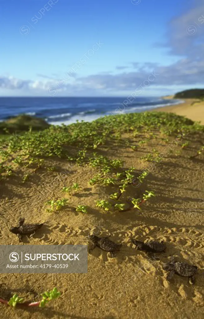 Loggerhead Turtle Hatchlings (Caretta caretta) on way to sea, Bottler Point, S Africa