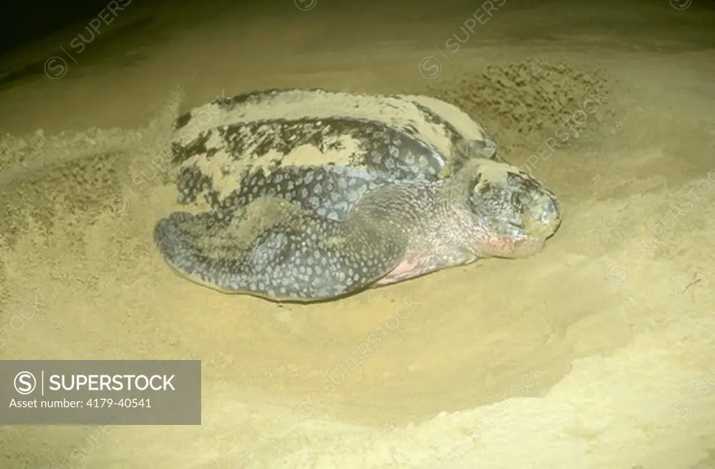 Leatherback Sea Turtle (Dermochelys coriacea) burying Nest, Sodwana Bay NP, Natal, RSA