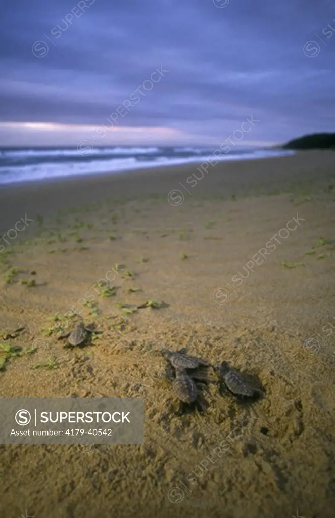 Loggerhead Sea Turtle Hatchlings (C. caretta), Sodwana Bay NP, Natal, RSA