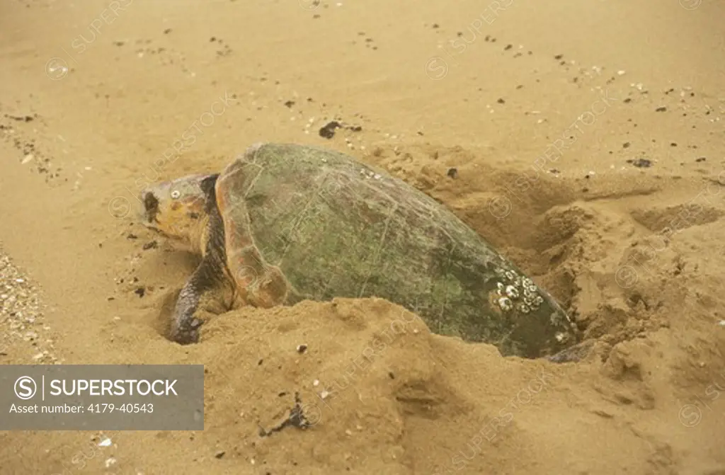 Loggerhead Sea Turtle (C. caretta) nesting on Beach, Sodwana Bay NP, Natal, RSA