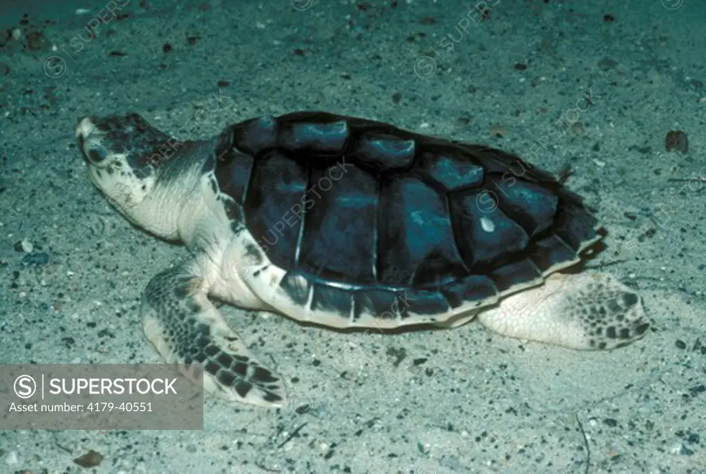 Atlantic Ridley Sea Turtle (Lepidochelys kempi), young 15 months old. Nuevo Leon, Mexico