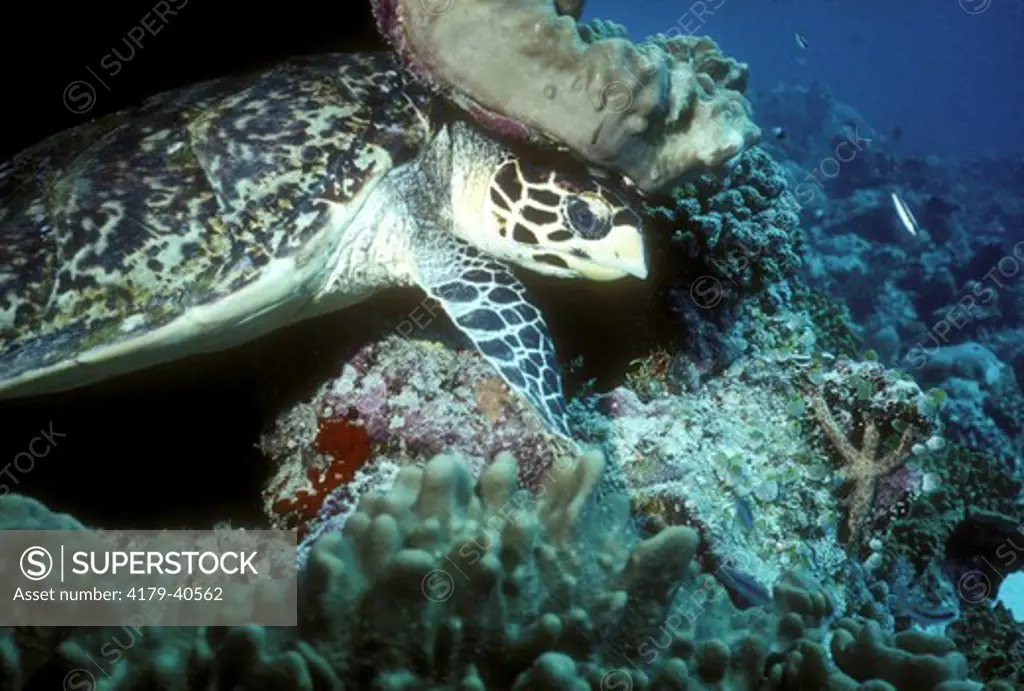 Green Sea Turtle Maldives, Indian Ocean