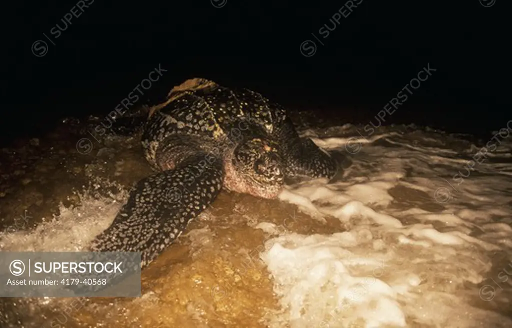 Leatherback Turtle returns to Sea after Egg laying (Dermochelys coriacea), Maputoland, S. Africa