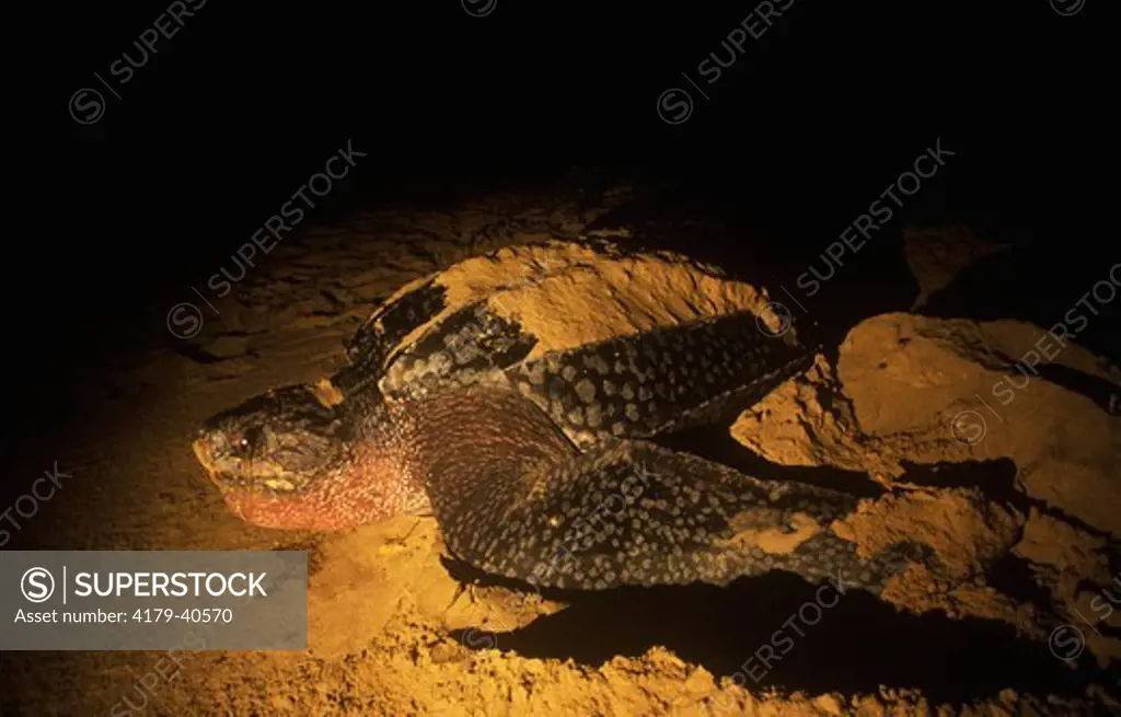 Leatherback Turtle disguises Nest (Demochelys coriacea), Maputoland, S. Africa
