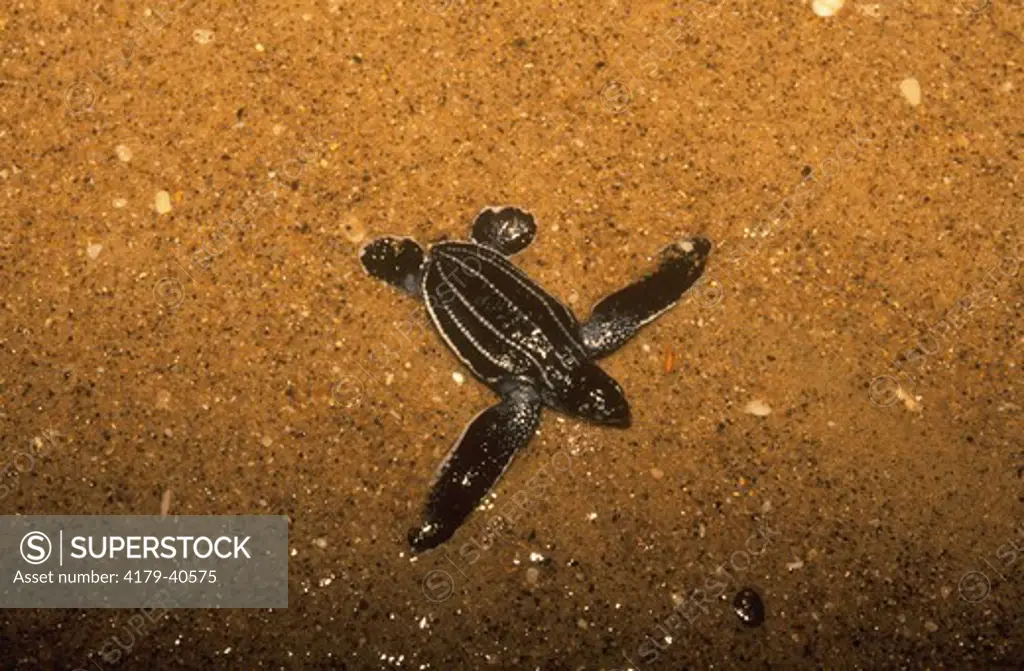 Leatherback Turtle Hatchling (Dermochelys coriacea), Maputoland, S. Africa