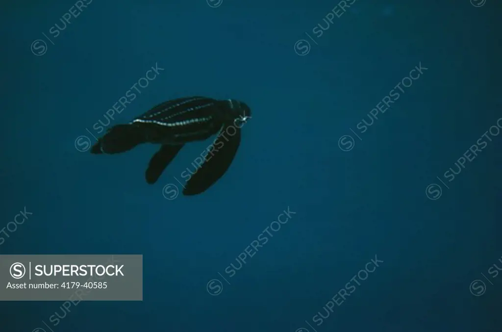 Leatherback Turtle Hatchling (Dermochelys coriacea) Underwater, Choacan, Mexico