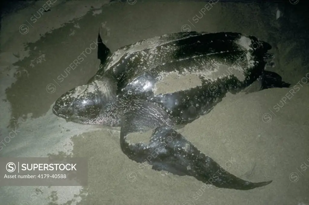 Leatherback Turtle Nesting (Dermochelys coriacea) Michoacan, Mexico
