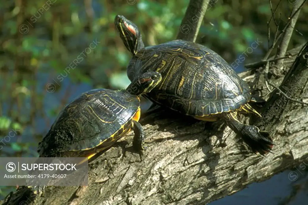 Red Eared Slider Pair (Chrystemys picta) Brazos Bend State Park - TX, Texas