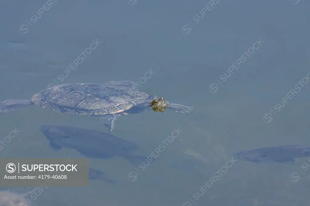 Red-eared Slider in Texas Hill Country, Comfort, Texas