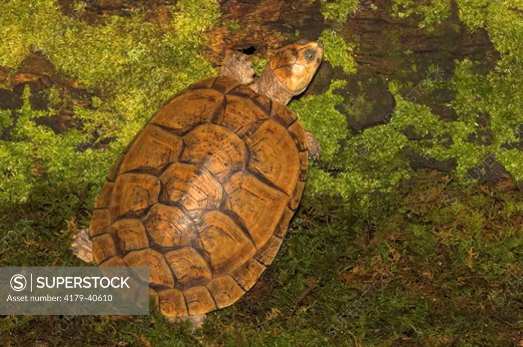 Savanna Side-necked Turtle / Llanos River Turtle (Podocnemis vogli) Venezuela & Colombia / CITES II