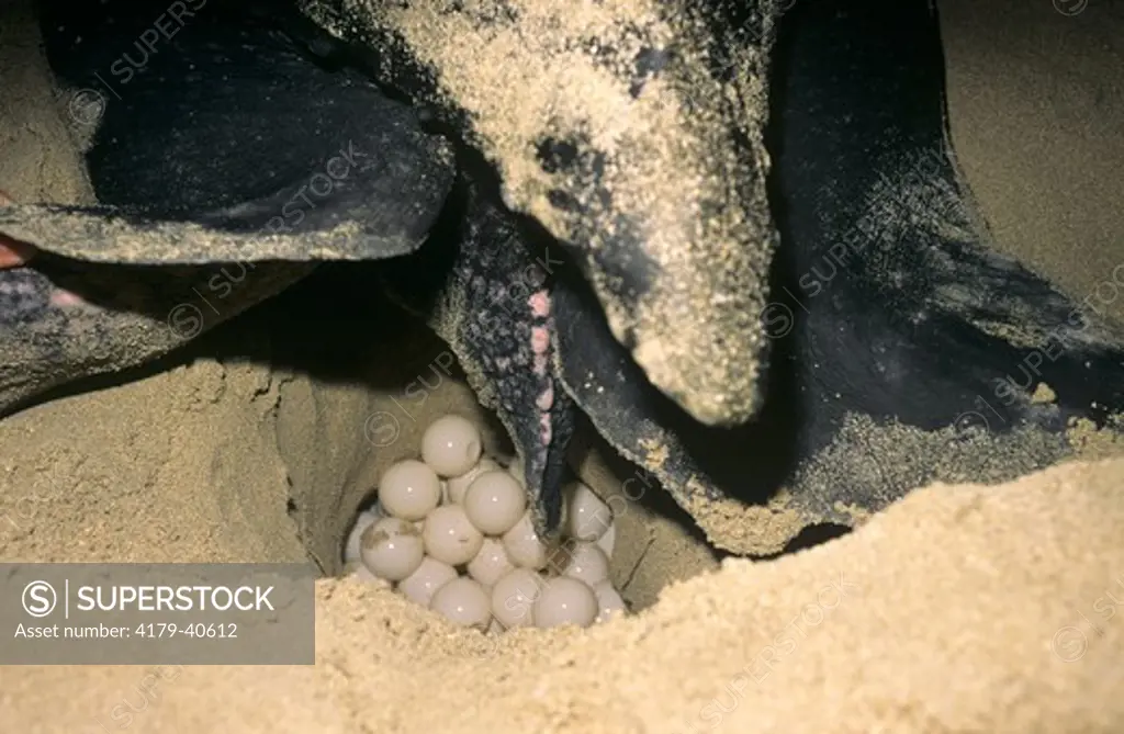 Leatherback Sea Turtle (Dermochelys coriacea) St Croix