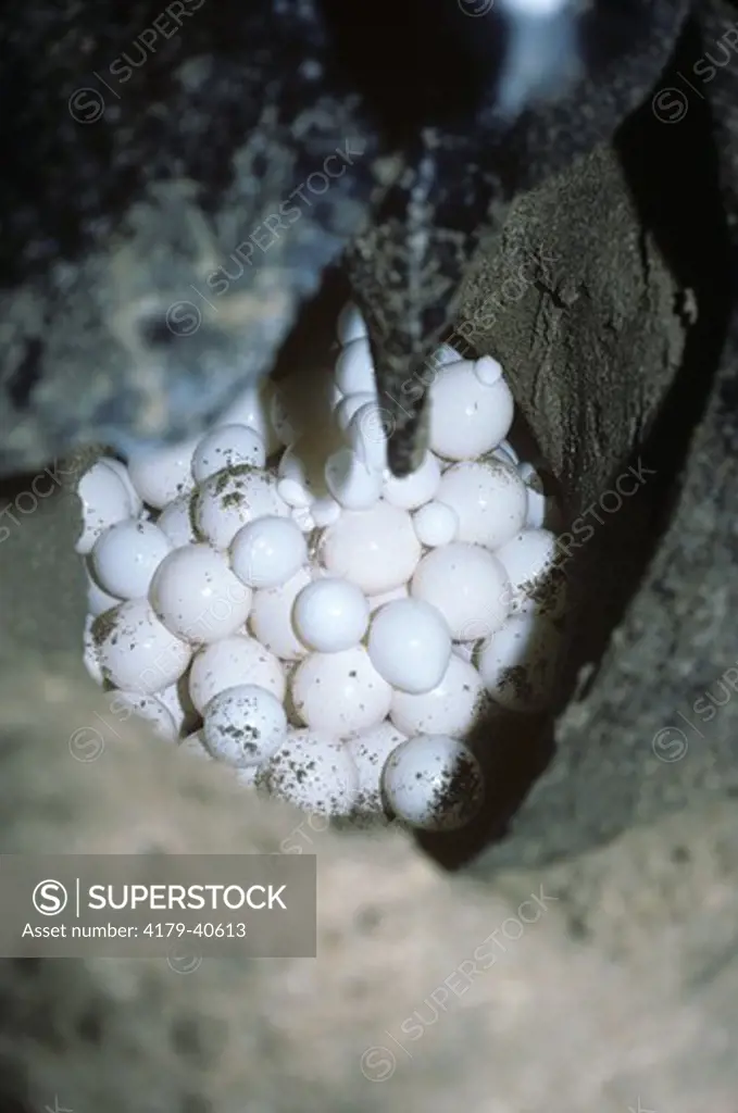 Leatherback Turtle nesting w/ eggs (Dermochelys coriacea) Tamarindo Beach, Costa Rica
