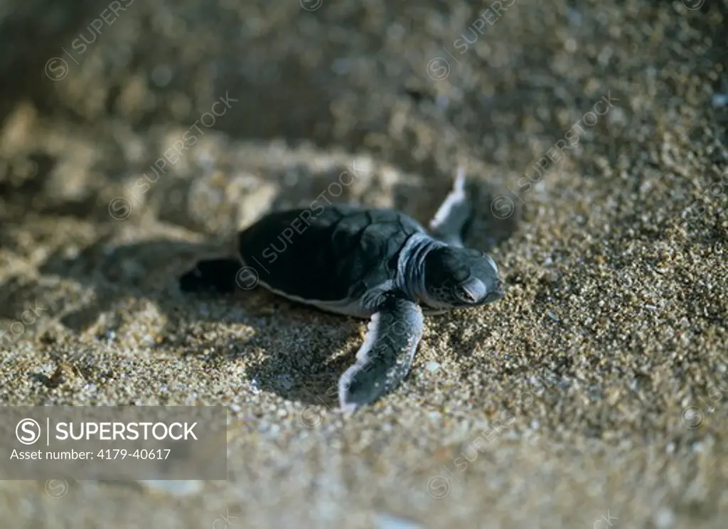 Green Sea Turtle Hatchling (Chelonia mydas), Sri Lanka