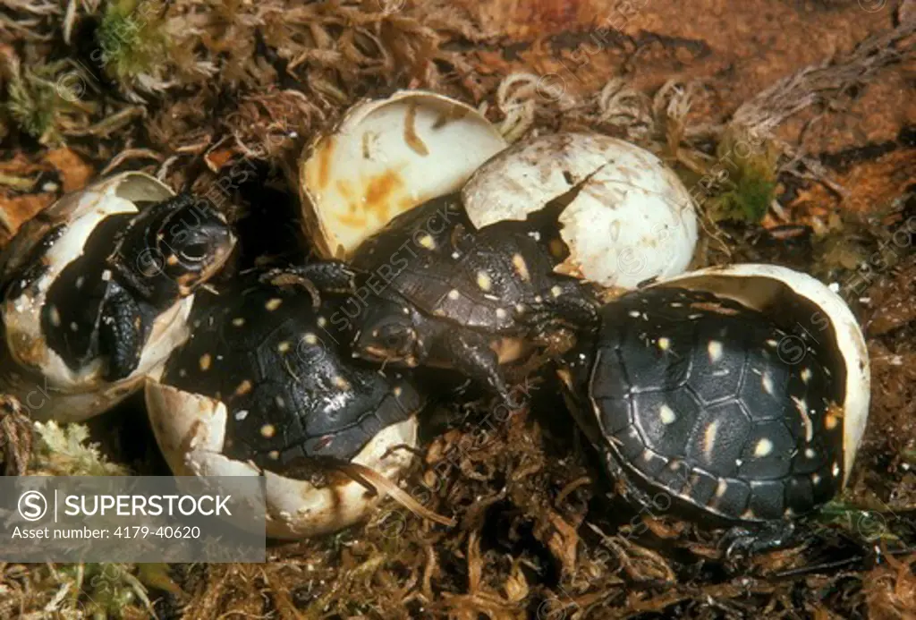 Baby Spotted Turtles Hatching Out (Clemmys guttata)