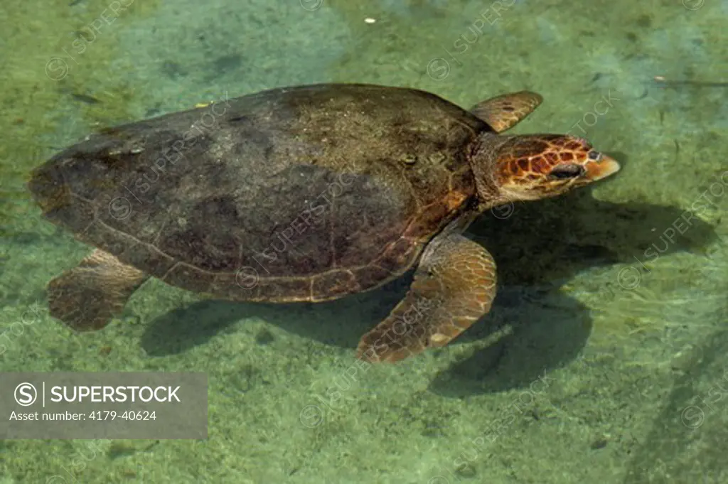 Atlantic Loggerhead Sea Turtle (Caretta c. caretta) Fl