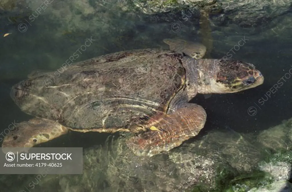 Loggerhead Sea Turtle (Caretta c. caretta) Florida Atlantic
