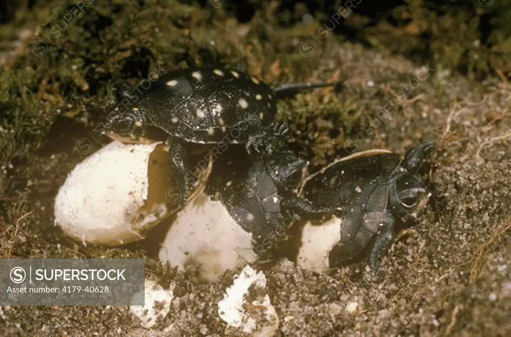 Spotted Turtles hatching (Clemmys guttata), E. USA, note white egg tooth used to cut open shell so they can emerge