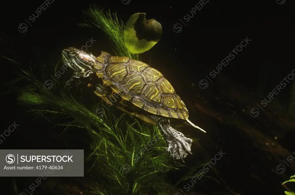 Young Red-eared Slider (Chrysemys scripta elegans), Central and S. US
