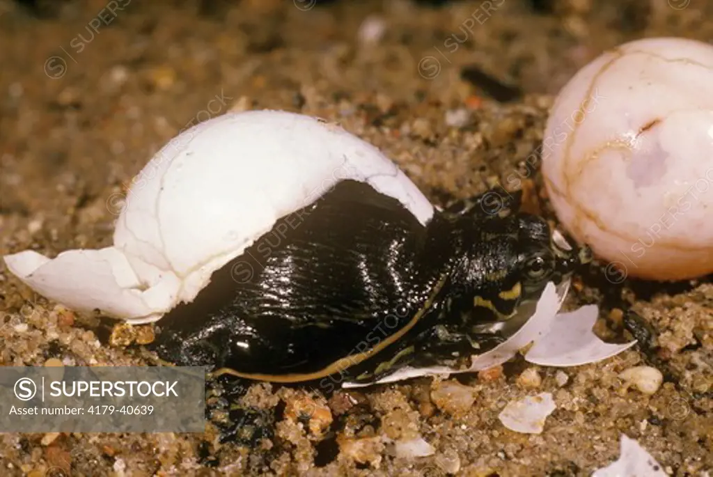 Hatchling Florida Softshell Turtle (Trionyx ferox)