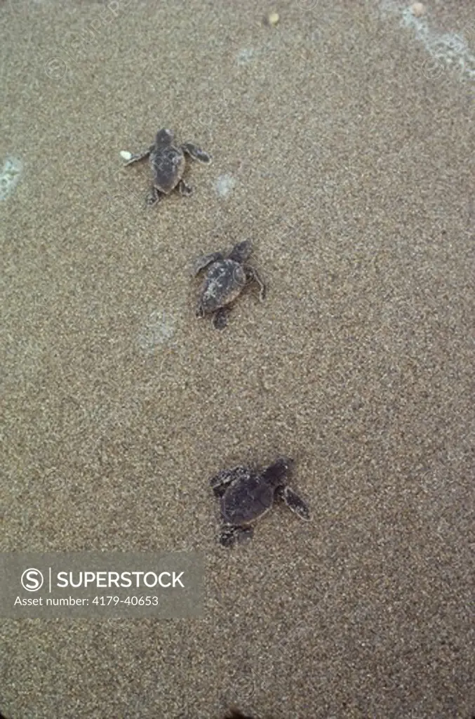 Loggerhead Turtle Juveniles  Head for Sea - Florida (Caretta caretta)