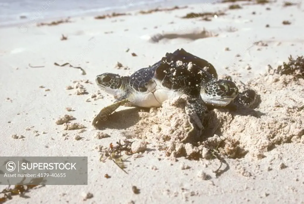 Two-headed Hawksbill sea turtle, Eretmochelys imbricata, Quintana Roo, Mexico