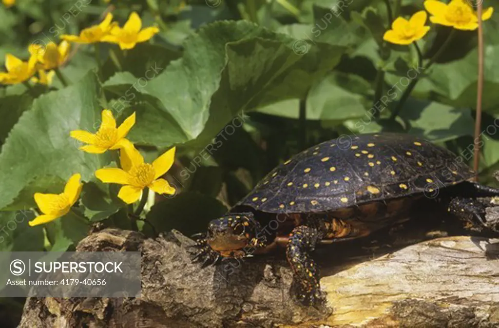 Spotted Turtle  (Clemmys guttata) Upstate New York