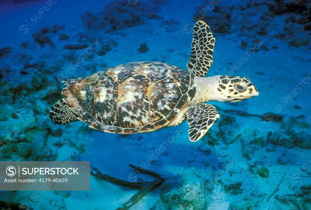 Hawksbill Sea Turtle (Eretmochelys imbricata) Bahamas