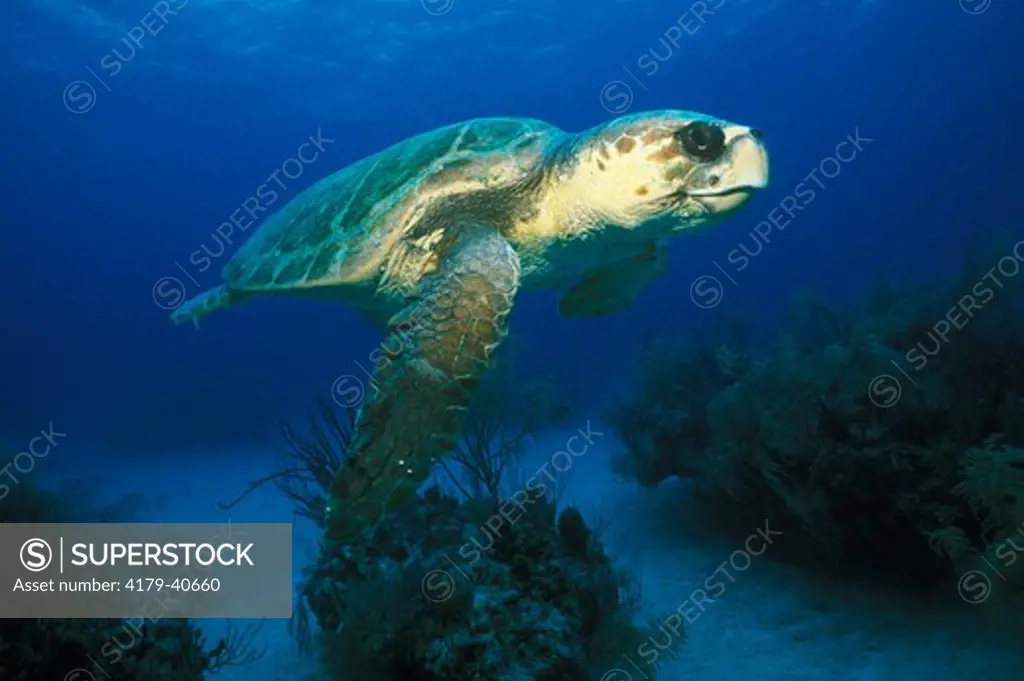 Atlantic Loggerhead Sea Turtle (Caretta c. c.), Bahamas
