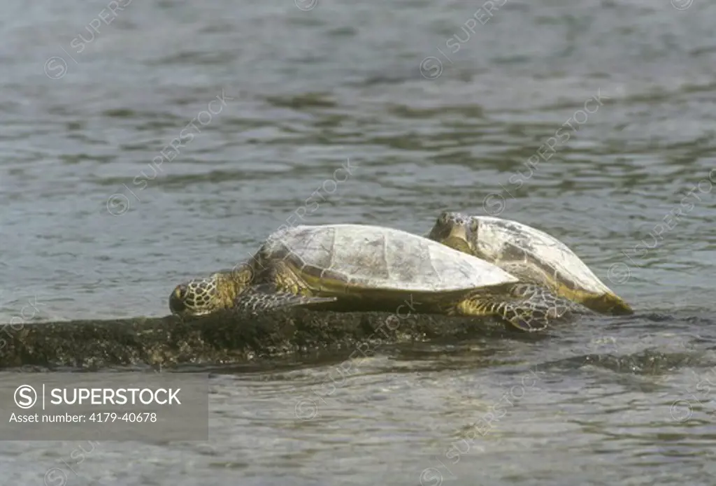 Green Sea Turtles Adults basking in sun Island of Hawaii (Chelonia mydas)