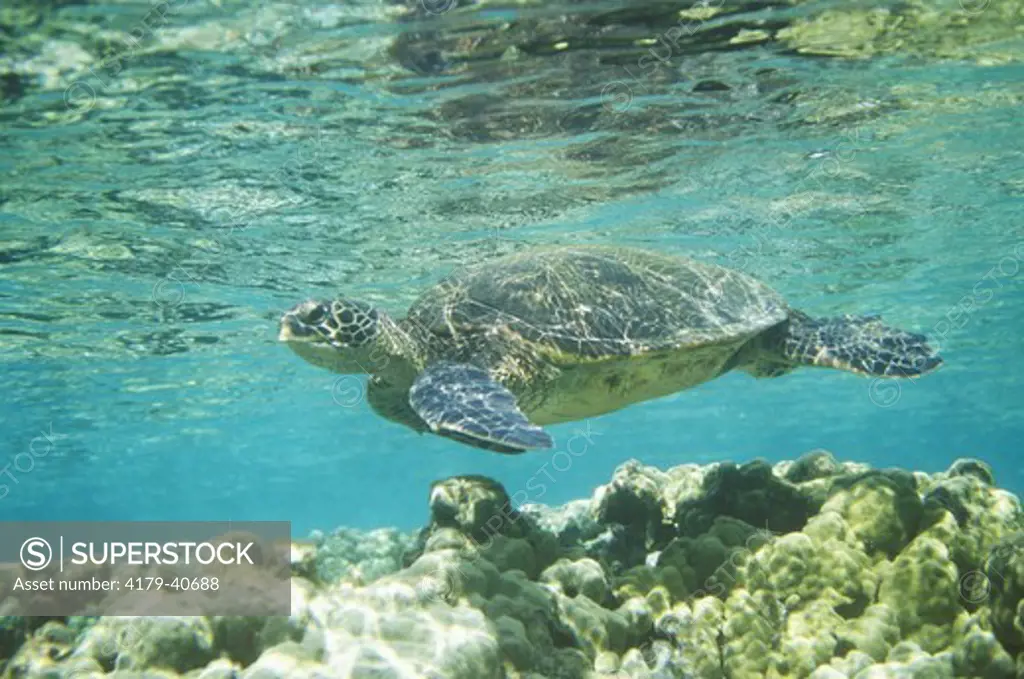 Green Sea Turtle (Chelonia mydas), adult, Big Island, Hawaii