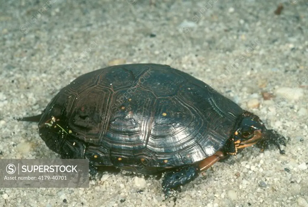 Spotted Turtle  (Clemmys guttata) Brigantine NWR ew Jersey