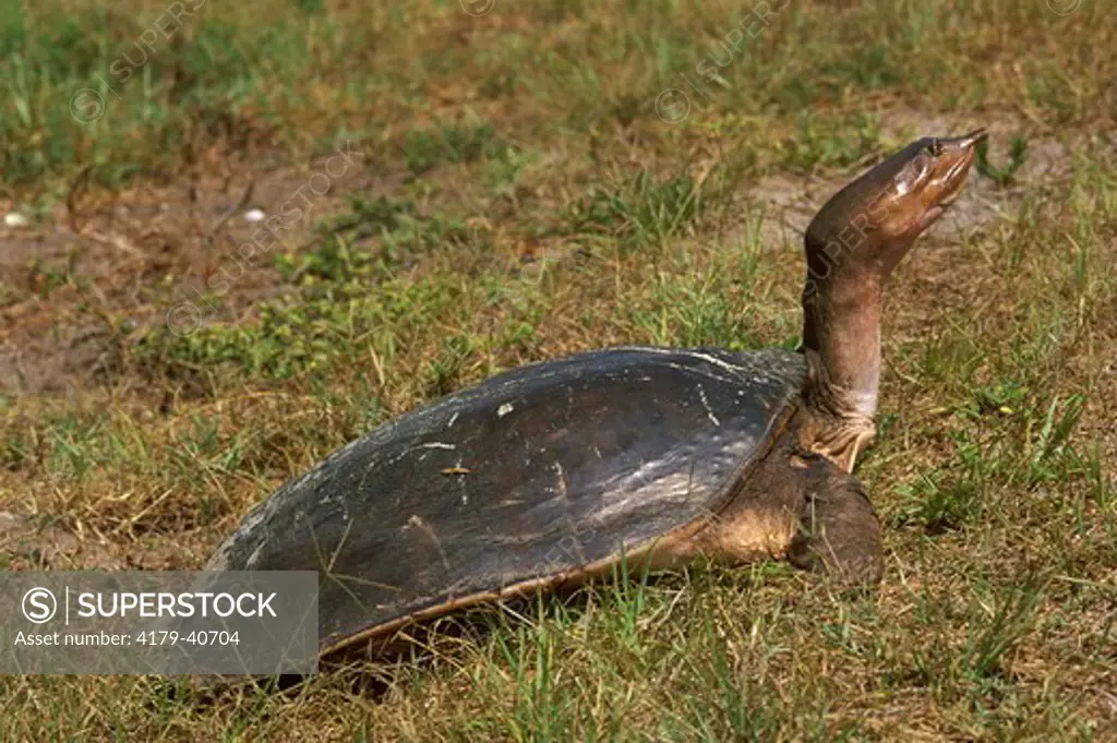 Florida Softshell Turtle (Trionyx terox), Myakka S.P. FL