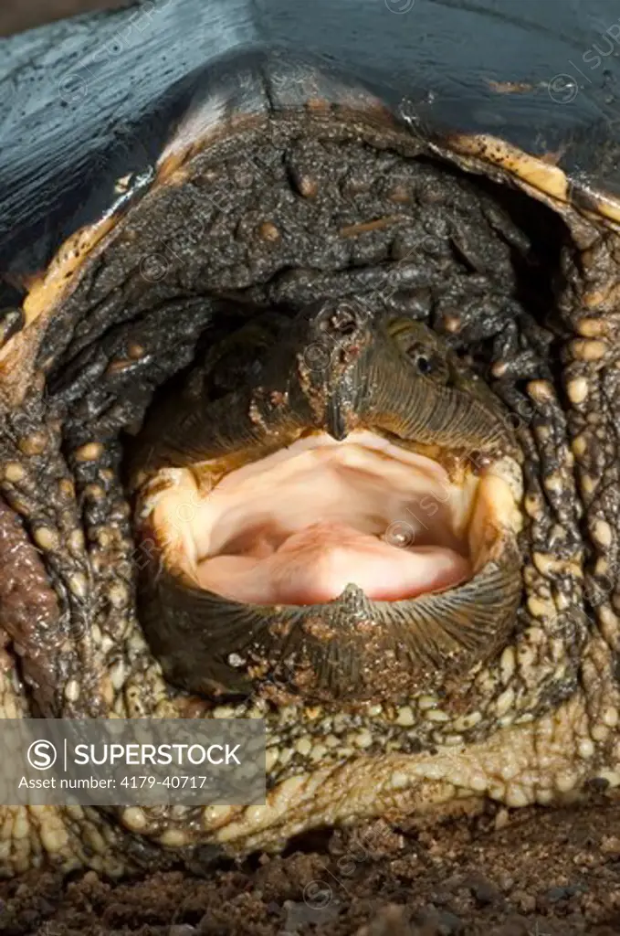 Large common snapping turtle showing jaws (Chelydra s. serpentina) Controlled situation
