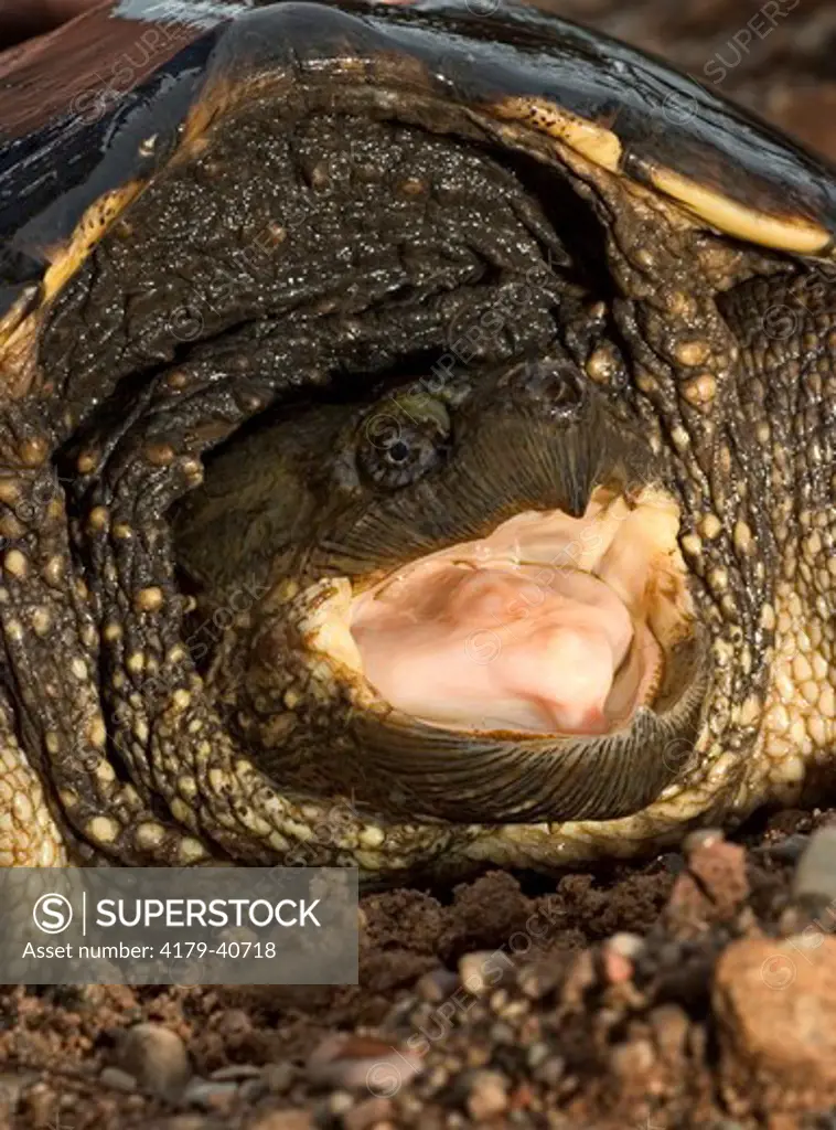 Large common snapping turtle showing jaws (Chelydra s. serpentina) Controlled situation