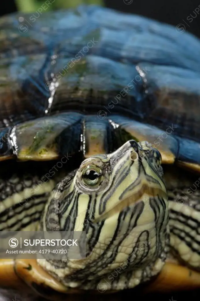 Cumberland Slider  (Trachemys scripta troostii) Native to Cumberland and Tennessee River, Captive situation