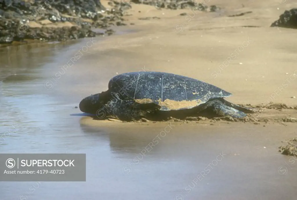 Green Sea turtle (Chelonia mydas) Espumilla Beach, Galapagos, Ecuador