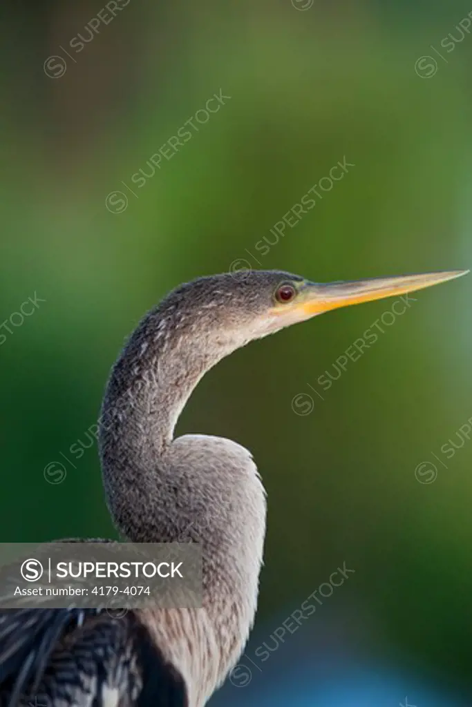 Anhinga bird in Everglades National Park in the early morning, FL