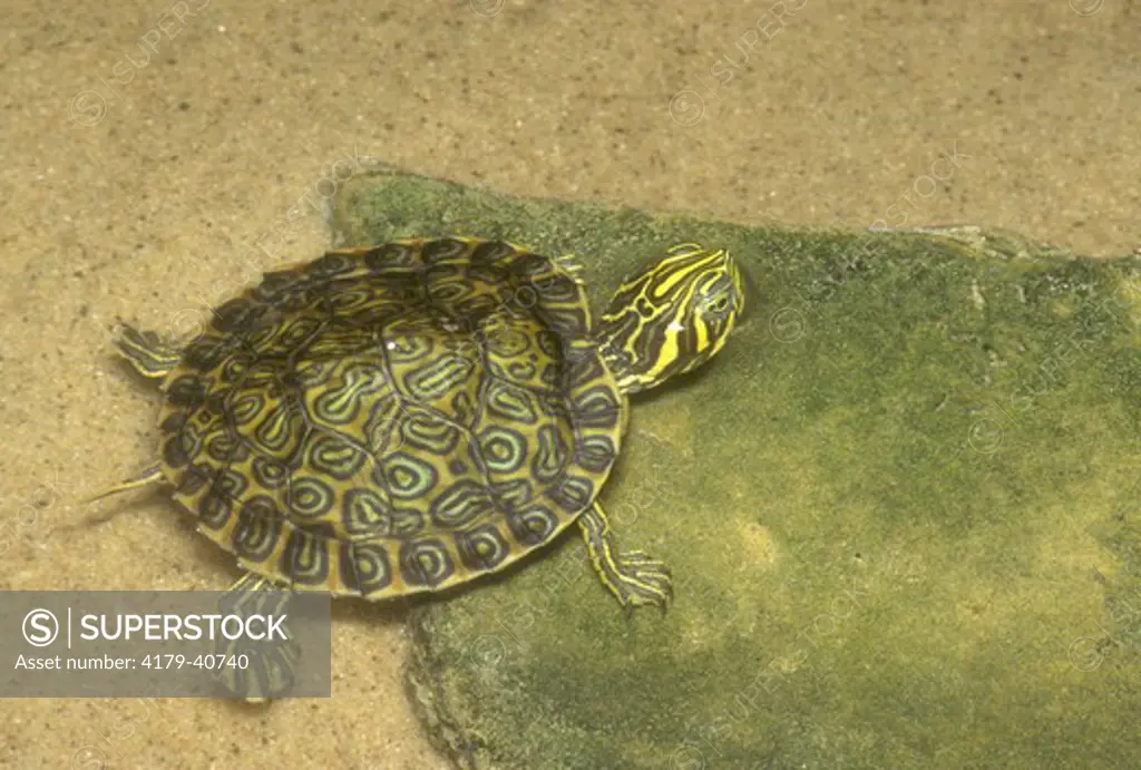Hieroglyphic River Cooter or Slider (Pseudemys concinna hieroglyphica)